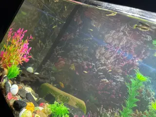 Akvarium med fisk rejer og tilbehør