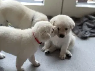 Blød julegave så se her kan leveres 