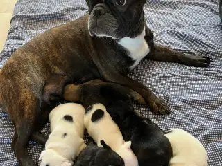Fransk Bulldog hvalpe med stamtavle