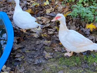 Ophør af moskusænder