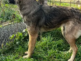 Kyra