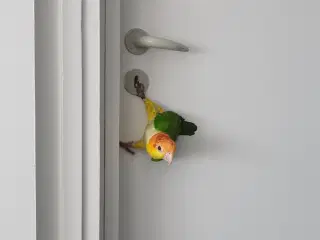 Caique papegøje