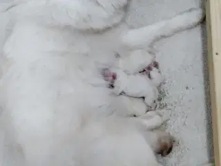 Dansk Spids Hvalpe med DKK stamtavle sælges