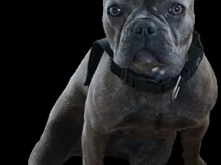 10 mdr fransk bulldog  tæve 