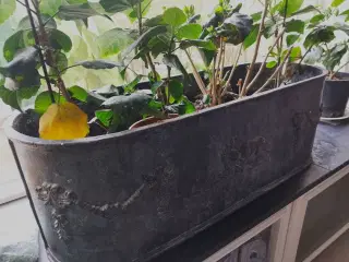 Stor italiensk Blomsterskjuler af tin