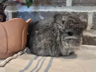 Chinchilla sælges 