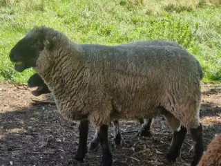 Oxford Down vædder 