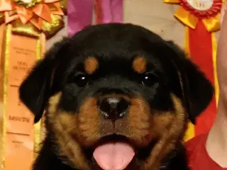 Kraftige Rottweiler hvalpe af den gl tunge type