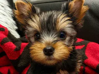  Lille Yorkiehvalp er klar til at smelte dit hjert