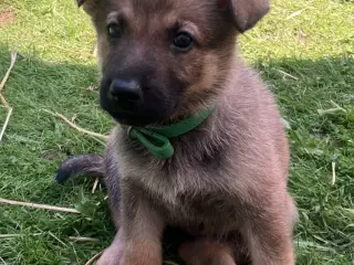 Skønne schæferhundehvalpe - kun piger tilbage