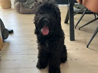 Cockapoo hvalp
