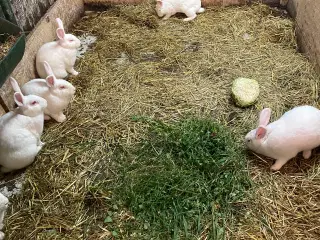 Kaniner hvid landkanin