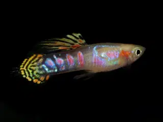 Renstammet Guppy Endler (Ginga Rubra)