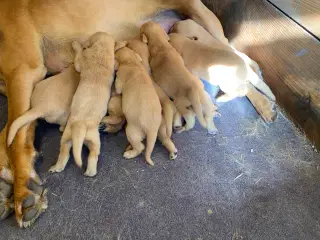 Red Fox Labrador hvalpe