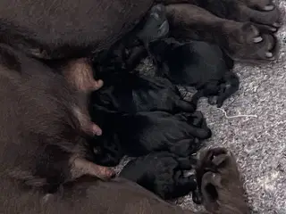 labrador hvalpe