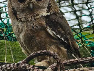 Halsbåndsdværghornugle / Otus bakkamoena, 2 år