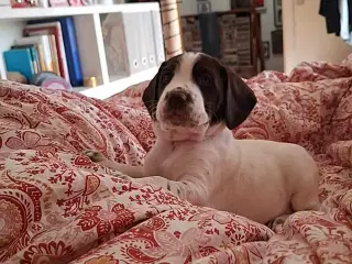 Dansk svensk gårdhund/Ft. Cocker spaniel 