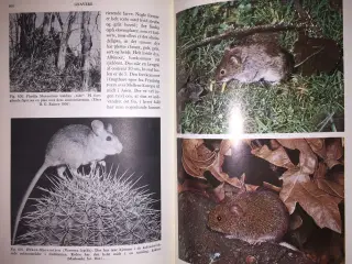 Dyreleksikon i 10 bind