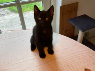 Katte killinger 