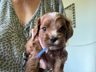 Cavapoo f 1