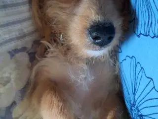 75 % puddel og 25 % chihuahua hvalp