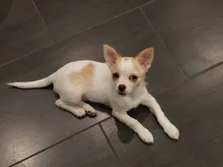 Chihuahua hvalp dreng
