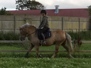 Maseles - blandings vallak, 15 år 