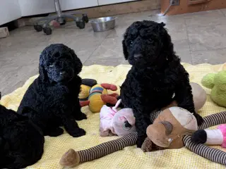 Ægte mellem/ stor puddel babyer 