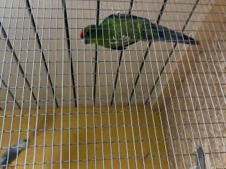 Gedeparekitter 