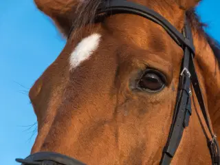 Travhest til turridning KØBES 