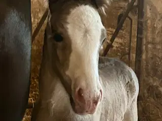 Irish cob 