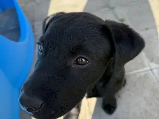 Hundehvalp søger nyt hjem