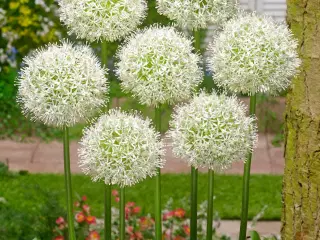 Hvid Allium / Prydløg “Mount Everest" Kæmpeprydløg