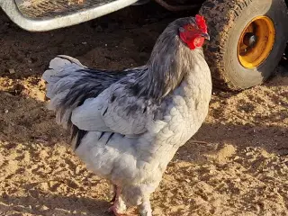 Hane 5 mdr.  Mor er Maran. Far et Brahma.