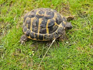 Græsk landskildpadde. Han, på 5 år