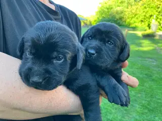 Skønne Labradorhvalpe sælges