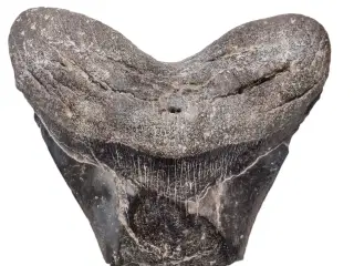 Megalodon tand 13 cm