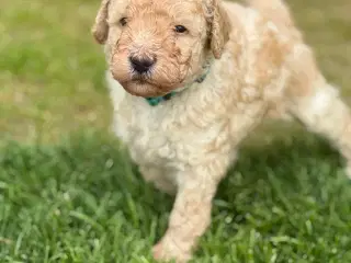 Goldendoodle hvalpe sælges 