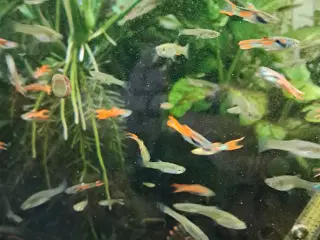 Mix endler guppy 