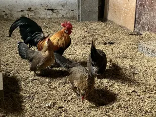 Guldhalsede Hollænder