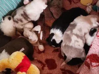 Border collie/ Australien Shepherd mix