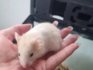 Guldhamster unger sælges