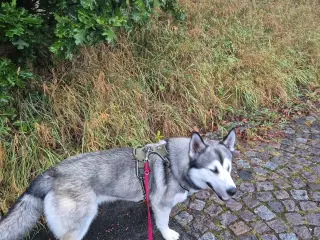 Husky / malamut dreng 