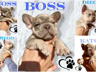 Fransk bulldog hvalpe m stamtavle fra Avlsgodkende
