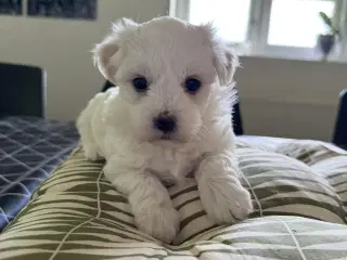 2 lækre bichon havanais/malteser hvalpe