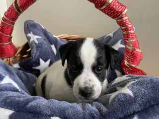 Dansk/svensk Gårdhund hvalpe