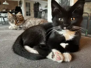 Hun-killing, Maine Coon-blandning. 