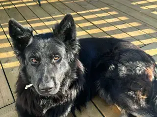 Schæfer 