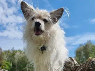 Hund søges/købes