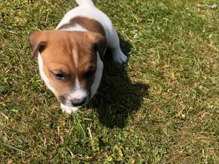 Jack Russel Terrier